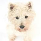 Excel - West Highland White Terrier (Westie, White Terrier  - Femelle stérilisée