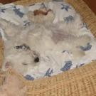 Guidou - West Highland White Terrier (Westie, White Terrier  - Femelle
