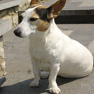 Lola - Jack Russell Terrier (Jack Russell d'Australie)  - Femelle stérilisée