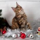 Genny lou pp - Maine Coon  - Femelle