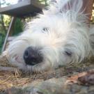 Flocon - West Highland White Terrier (Westie, White Terrier  - Mâle