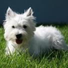 Flanel - West Highland White Terrier (Westie, White Terrier  - Femelle stérilisée