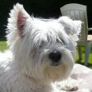 Toupie - West Highland White Terrier (Westie, White Terrier  - Femelle stérilisée
