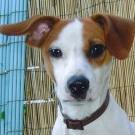 Jack - Jack Russell Terrier (Jack Russell d'Australie)  - Mâle