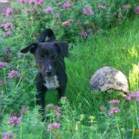 Myrtille - Jack Russell Terrier (Jack Russell d'Australie)  - Femelle stérilisée