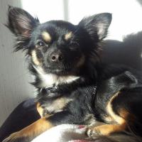 Geisha - Chihuahua (Chihuahueño)  - Femelle