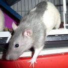 Dragibus - Rat  - Femelle