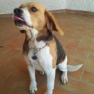 Endy - Beagle  - Femelle stérilisée