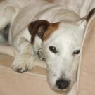 Milou - Jack Russell Terrier (Jack Russell d'Australie)  - Mâle