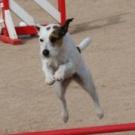 Energie dite engie - Jack Russell Terrier (Jack Russell d'Australie)  - Femelle stérilisée