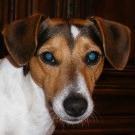 Jack - Jack Russell Terrier (Jack Russell d'Australie)  - Mâle castré