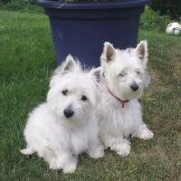 Sigguie - West Highland White Terrier (Westie, White Terrier  - Femelle