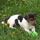 Hermès - Jack Russell Terrier (Jack Russell d'Australie)  - Mâle