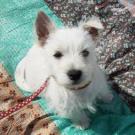 Hapi - West Highland White Terrier (Westie, White Terrier  - Mâle