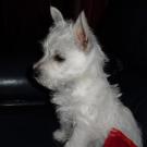 Gordini - West Highland White Terrier (Westie, White Terrier  - Mâle