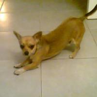 Hermes - Chihuahua (Chihuahueño)  - Mâle