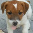 Hanastasia - Jack Russell Terrier (Jack Russell d'Australie)  - Femelle