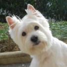 Lolita - West Highland White Terrier (Westie, White Terrier  - Femelle