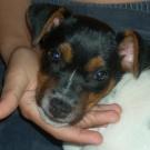 Hasko - Jack Russell Terrier (Jack Russell d'Australie)  - Mâle