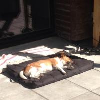 Lounge - Jack Russell Terrier (Jack Russell d'Australie)  - Mâle