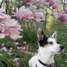 Zaya - Jack Russell Terrier (Jack Russell d'Australie)  - Femelle stérilisée