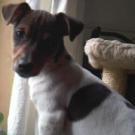 Hexane - Jack Russell Terrier (Jack Russell d'Australie)  - Femelle