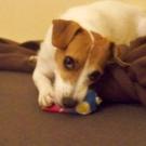Ema - Jack Russell Terrier (Jack Russell d'Australie)  - Femelle