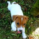 Havane - Jack Russell Terrier (Jack Russell d'Australie)  - Mâle