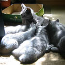 Vivi et ses chatons - Chartreux  - Femelle