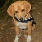 Guess - Beagle  - Femelle stérilisée