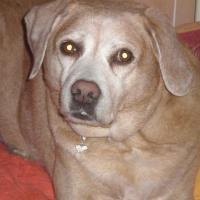 Vanille    dcd  le 31/01/2013 - Labrador (Retriever du Labrador)  - Femelle stérilisée