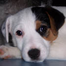 Popeye - Jack Russell Terrier (Jack Russell d'Australie)  - Mâle