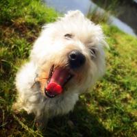 Gaby - West Highland White Terrier (Westie, White Terrier  - Femelle