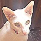 Kitty - Oriental Shorthair  - Femelle stérilisée