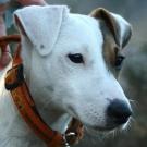 Alur - Jack Russell Terrier (Jack Russell d'Australie)  - Mâle