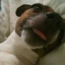 Dogma - Jack Russell Terrier (Jack Russell d'Australie)  - Femelle stérilisée