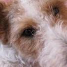 Chipie - Fox Terrier  - Femelle stérilisée
