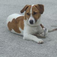 Havane - Jack Russell Terrier (Jack Russell d'Australie)  - Mâle