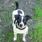 Barnum - Jack Russell Terrier (Jack Russell d'Australie)  - Mâle