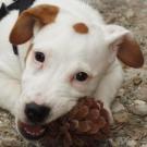 Haron - Jack Russell Terrier (Jack Russell d'Australie)  - Mâle