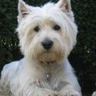 Filou - West Highland White Terrier (Westie, White Terrier  - Mâle