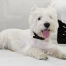 Junior - West Highland White Terrier (Westie, White Terrier  - Mâle