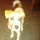 Jessie - Jack Russell Terrier (Jack Russell d'Australie)  - Femelle