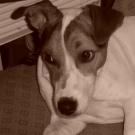 Corky - Jack Russell Terrier (Jack Russell d'Australie)  - Mâle
