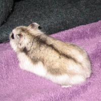 Misstea - Hamster  - Femelle