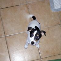 Huggy - Jack Russell Terrier (Jack Russell d'Australie)  - Mâle