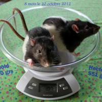 Harold & hector - Rat  - Mâle