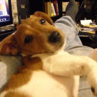 Lyla - Jack Russell Terrier (Jack Russell d'Australie)  - Femelle