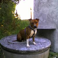 Akïa - American Staffordshire Terrier (Staffordshire Terr  - Femelle