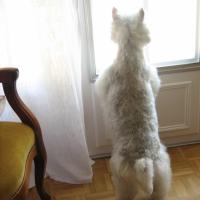 Tartine - West Highland White Terrier (Westie, White Terrier  - Femelle